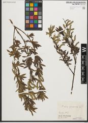 Foto von Salix purpurea L.